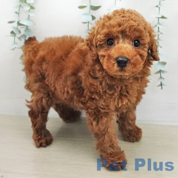 トイ・プードルの写真2