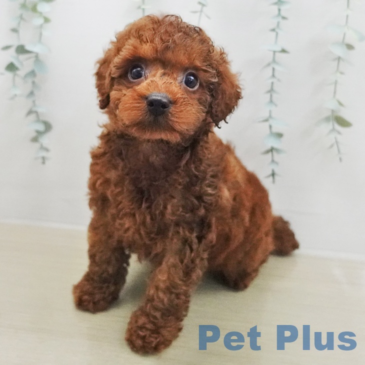 トイ・プードル