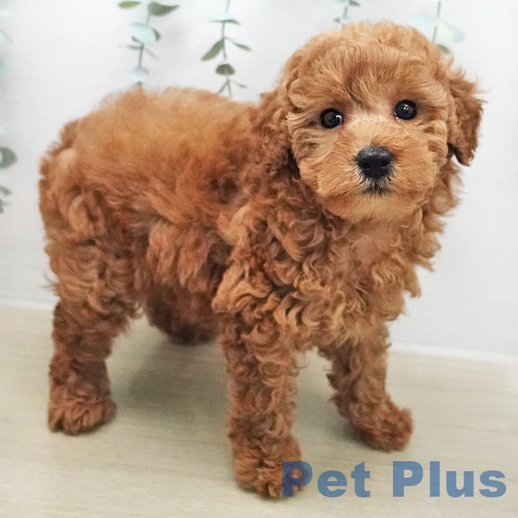 トイ・プードル