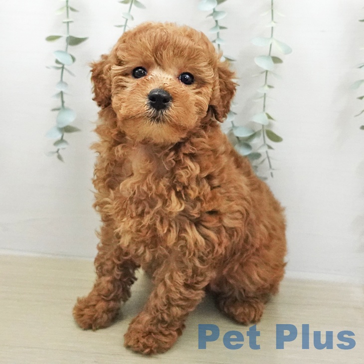 トイ・プードルの写真2