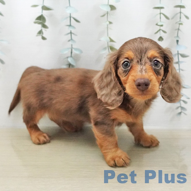 カニーンヘン・ダックスフンド