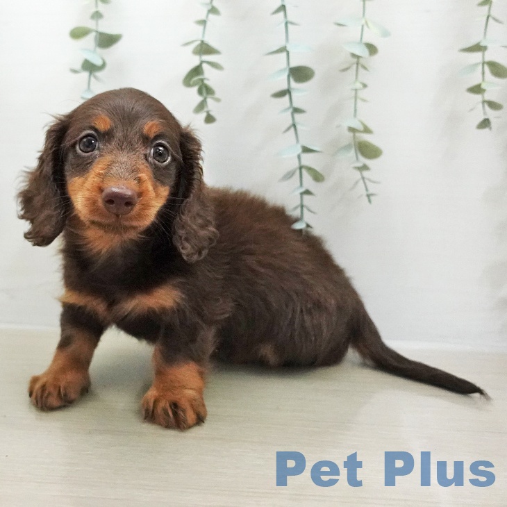 カニーンヘン・ダックスフンド