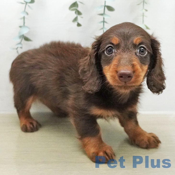 カニーンヘン・ダックスフンドの写真2