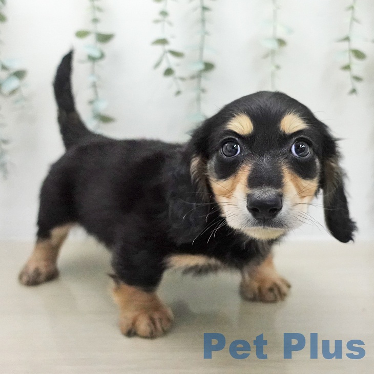 ミニチュア・ダックスフンドの写真2