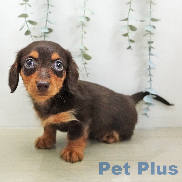 ミニチュア・ダックスフンド