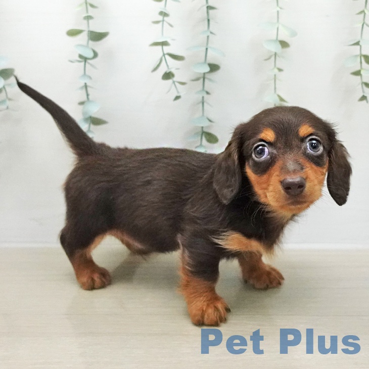 ミニチュア・ダックスフンドの写真2