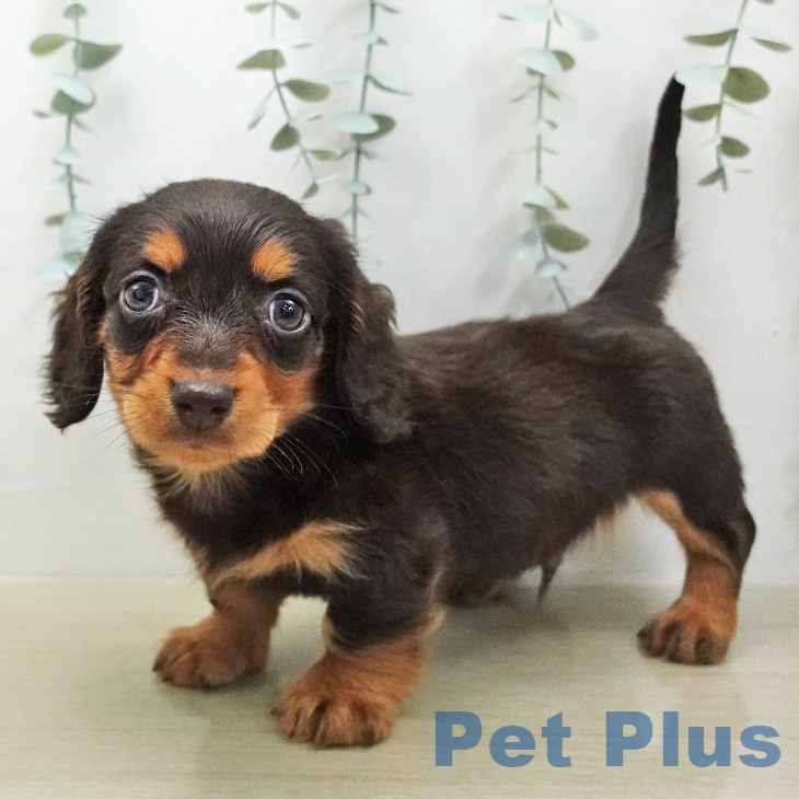 ミニチュア・ダックスフンド