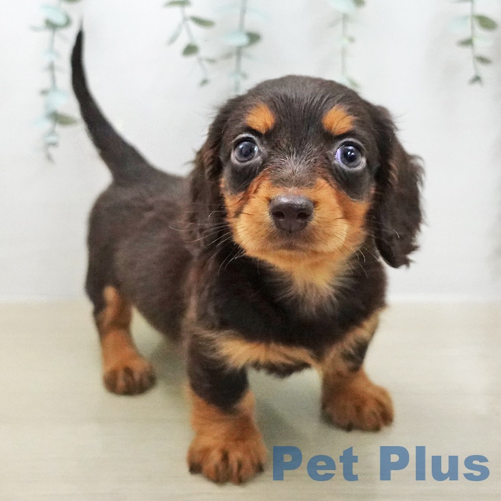 ミニチュア・ダックスフンド