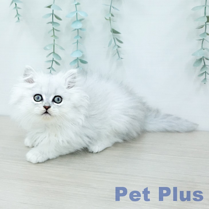 ペルシャの写真2