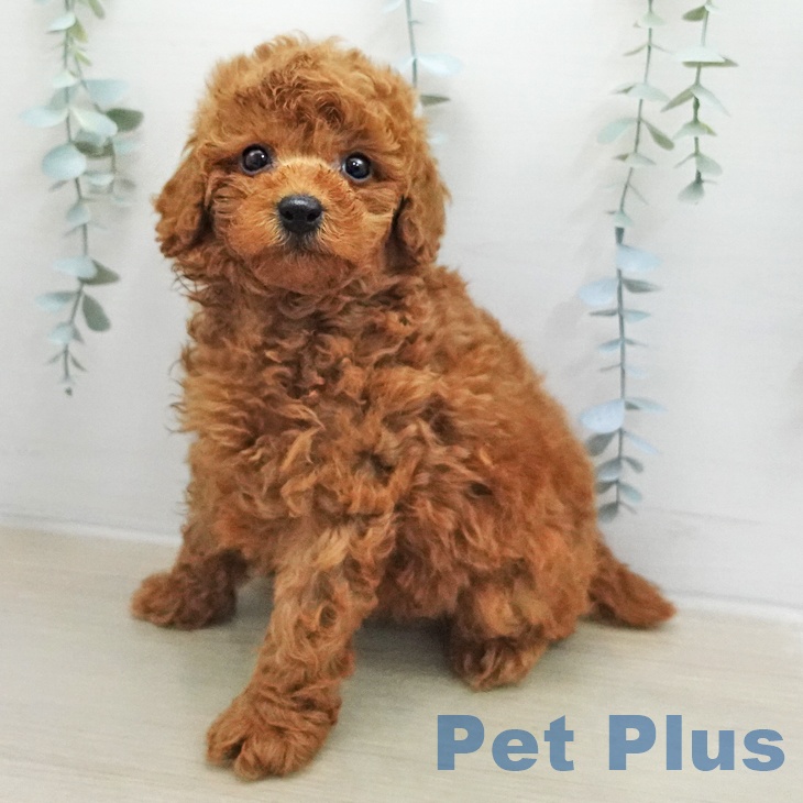 トイ・プードル