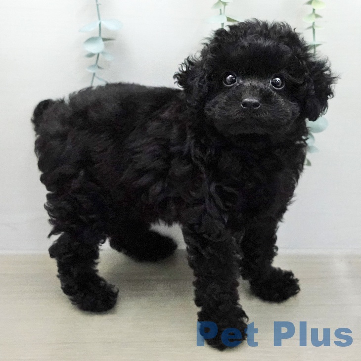 トイ・プードル