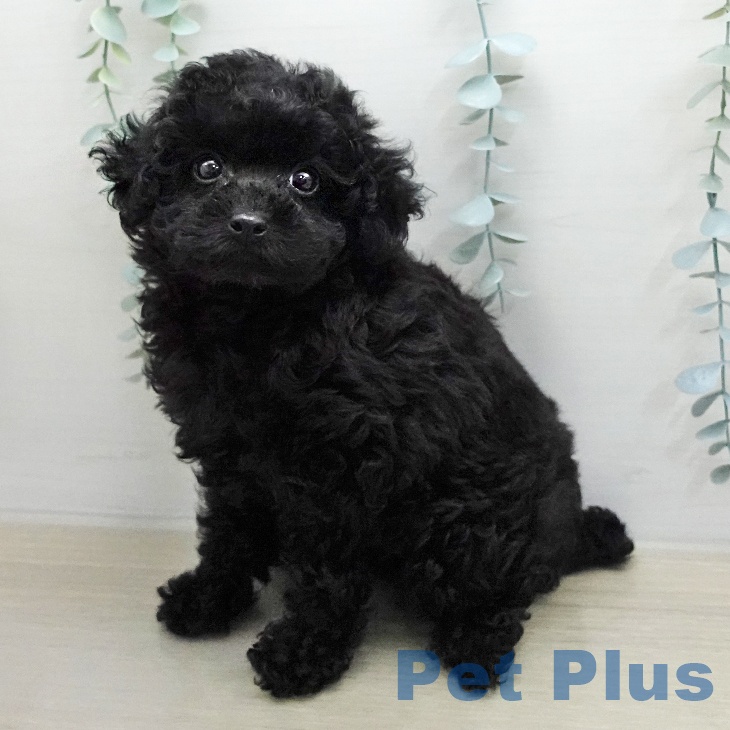 トイ・プードルの写真2