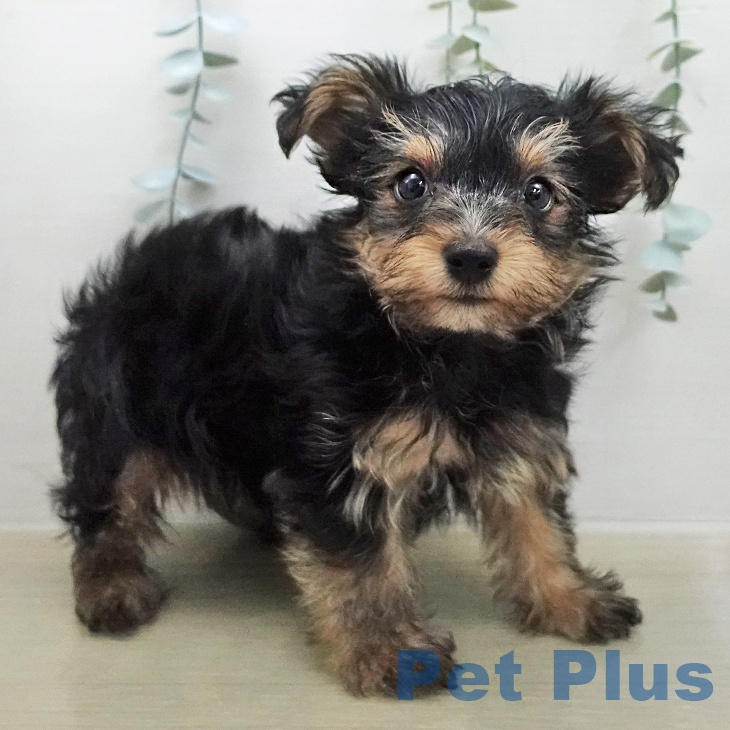 ヨークシャー・テリア