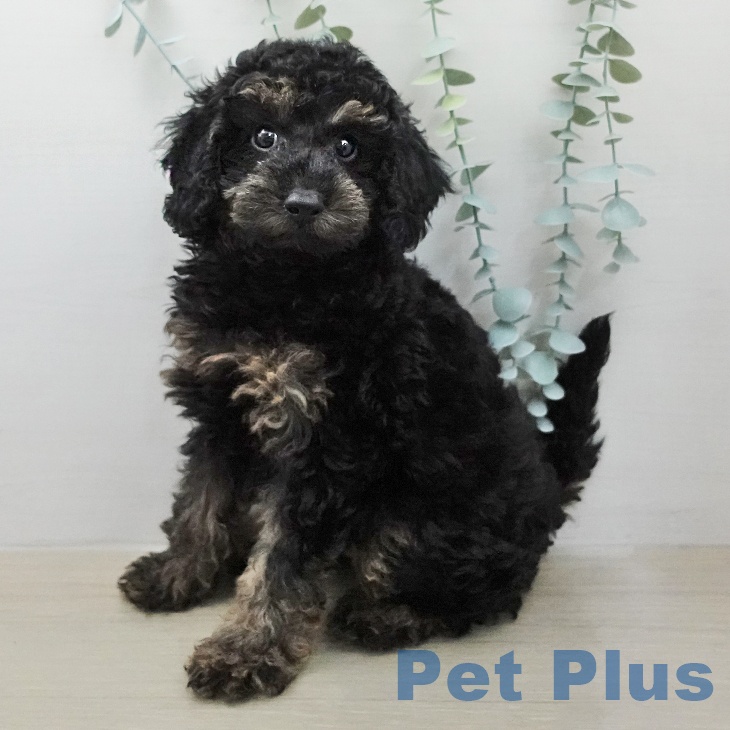 トイ・プードル