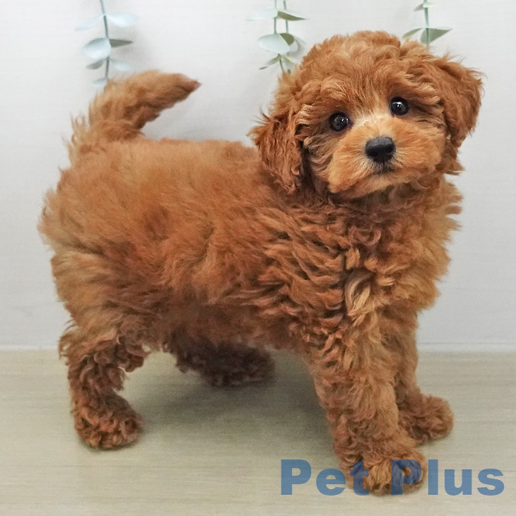 トイ・プードル