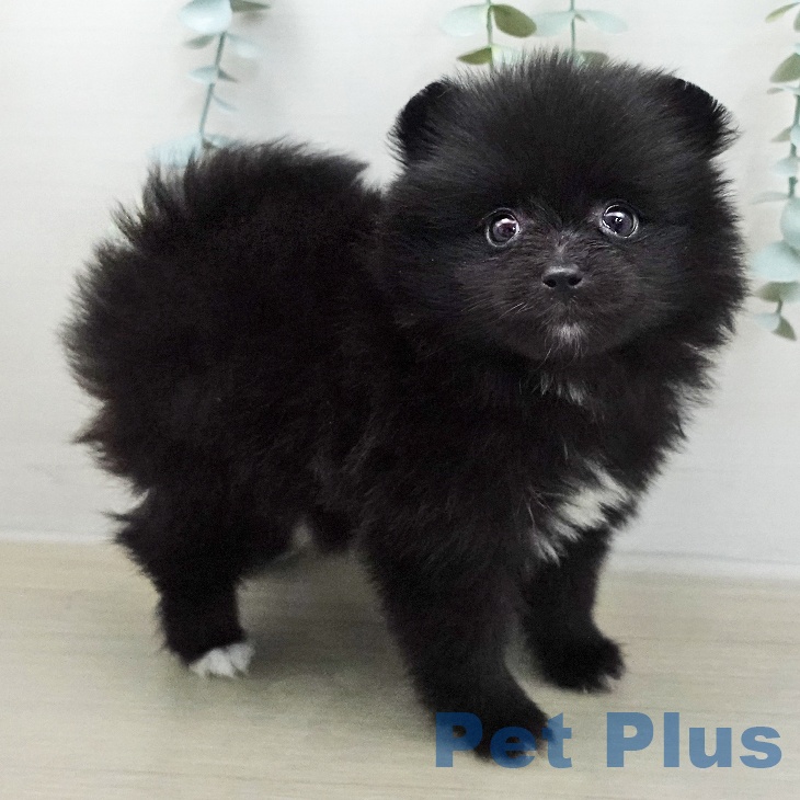 ポメラニアンの写真2