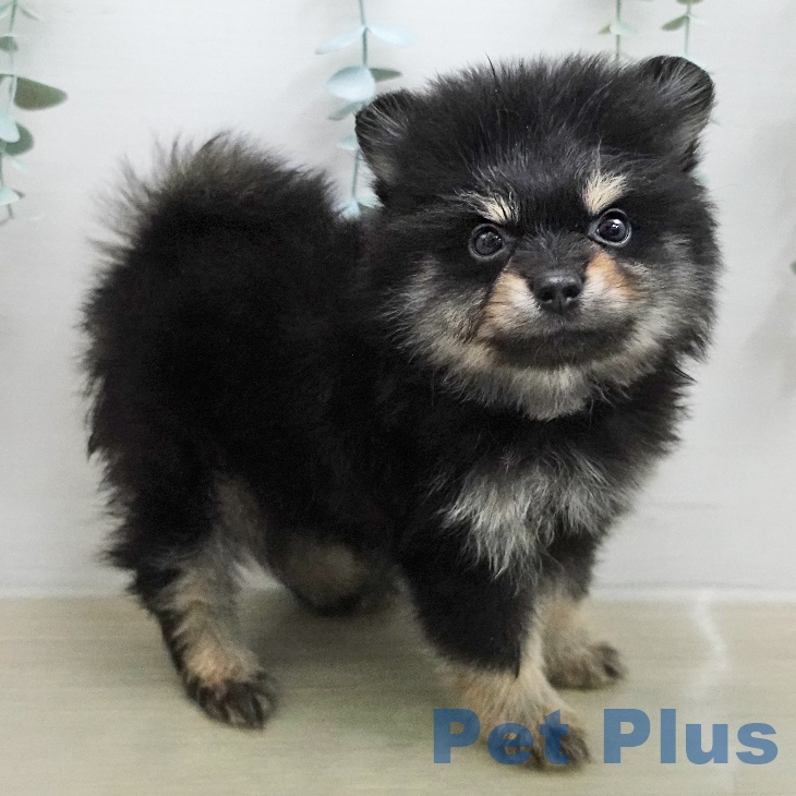 ポメラニアンの写真2