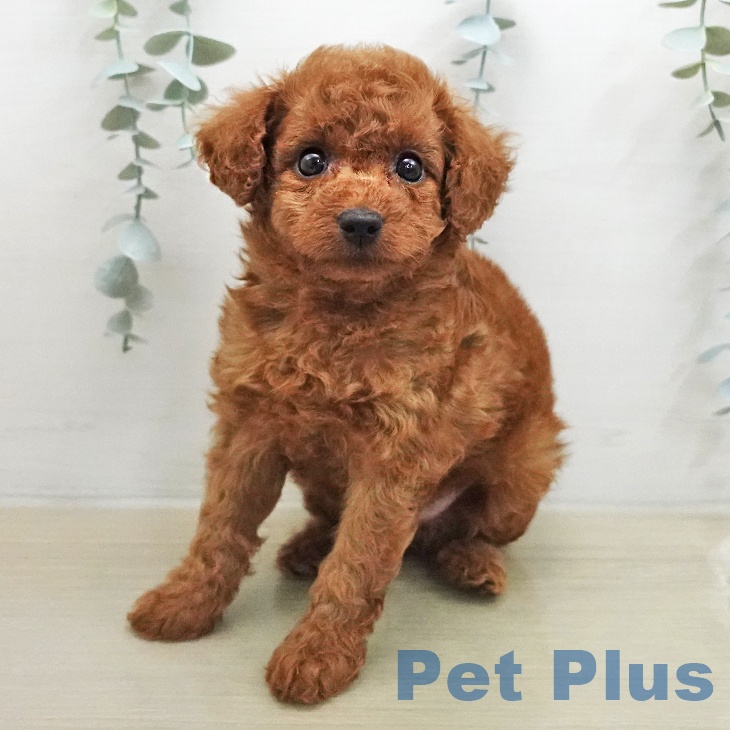 トイ・プードル