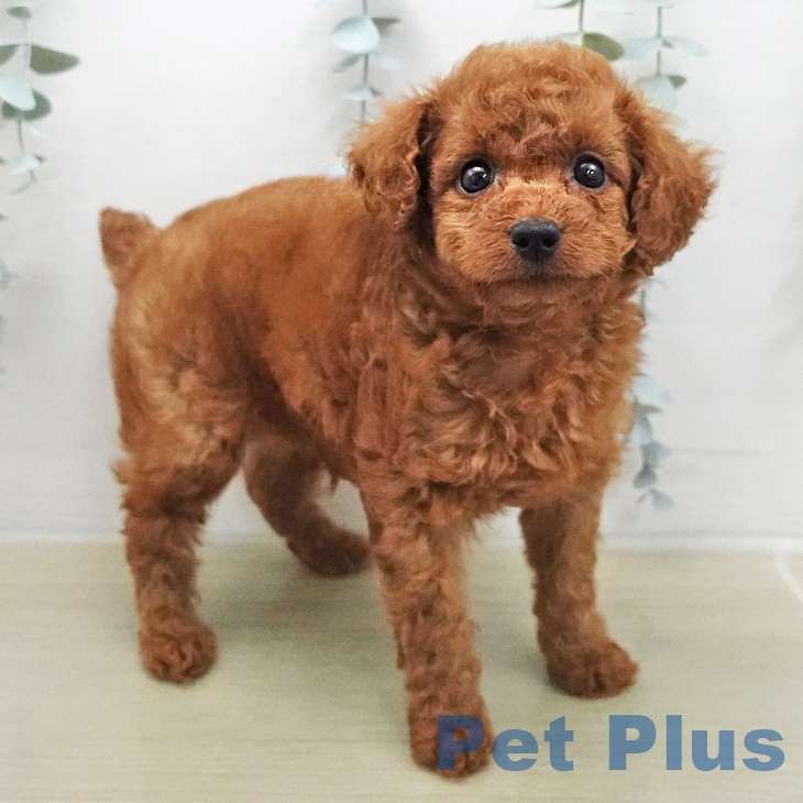 トイ・プードルの写真2