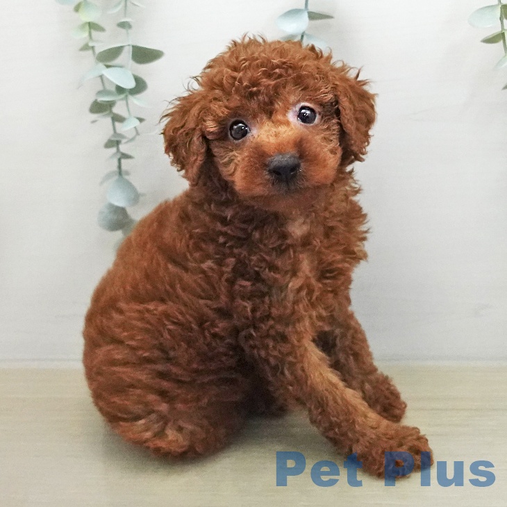 トイ・プードル