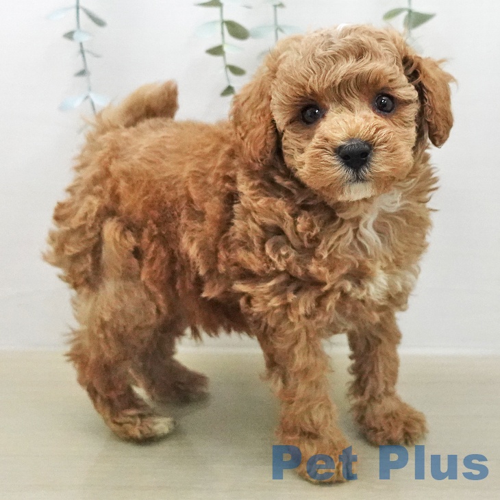 トイ・プードルの写真2