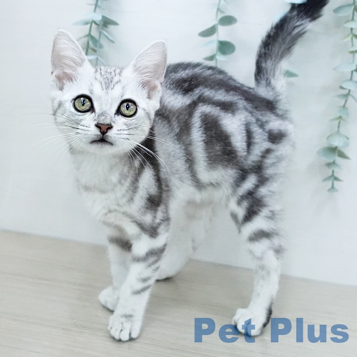 アメリカンショートヘア