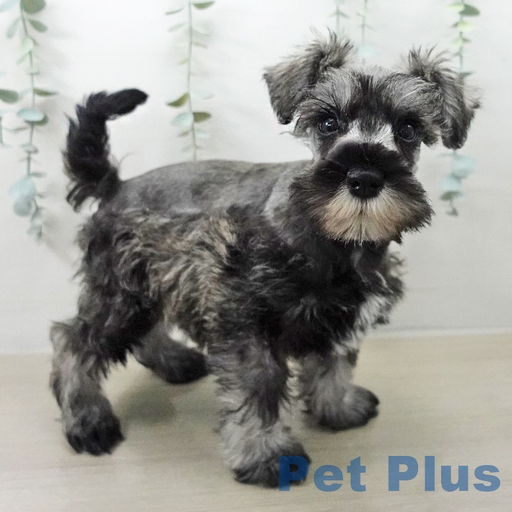 ミニチュア・シュナウザーの写真2