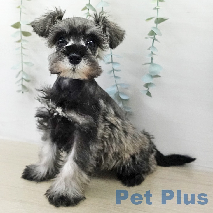 ミニチュア・シュナウザー