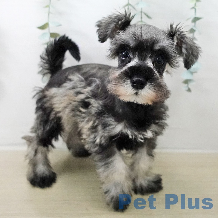 ミニチュア・シュナウザーの写真2