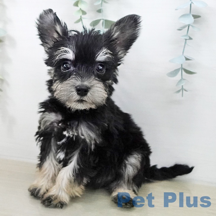 ミニチュア・シュナウザー