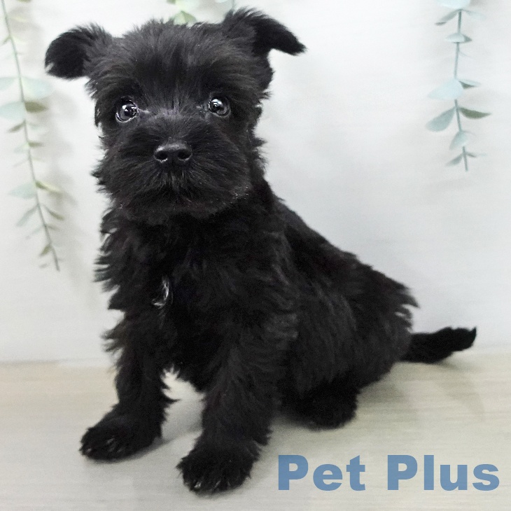 ミニチュア・シュナウザー