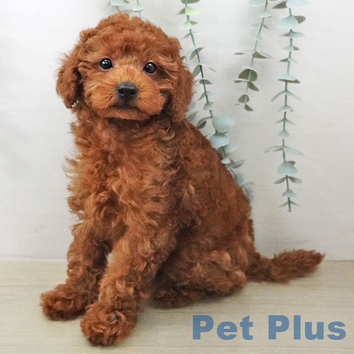 トイ・プードル