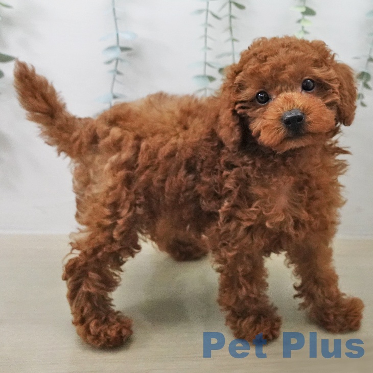 トイ・プードルの写真2