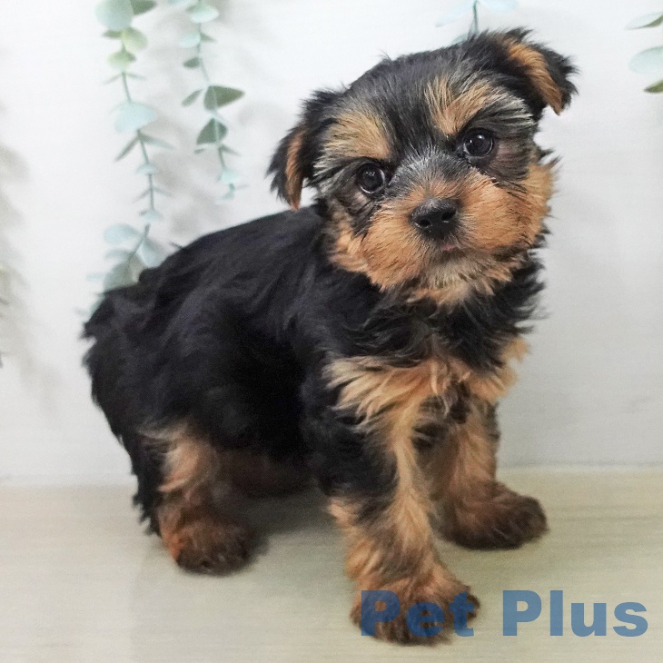 ヨークシャー・テリア