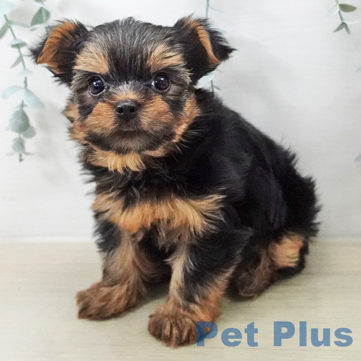 ヨークシャー・テリア