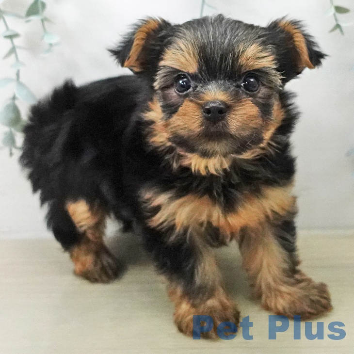 ヨークシャー・テリアの写真2