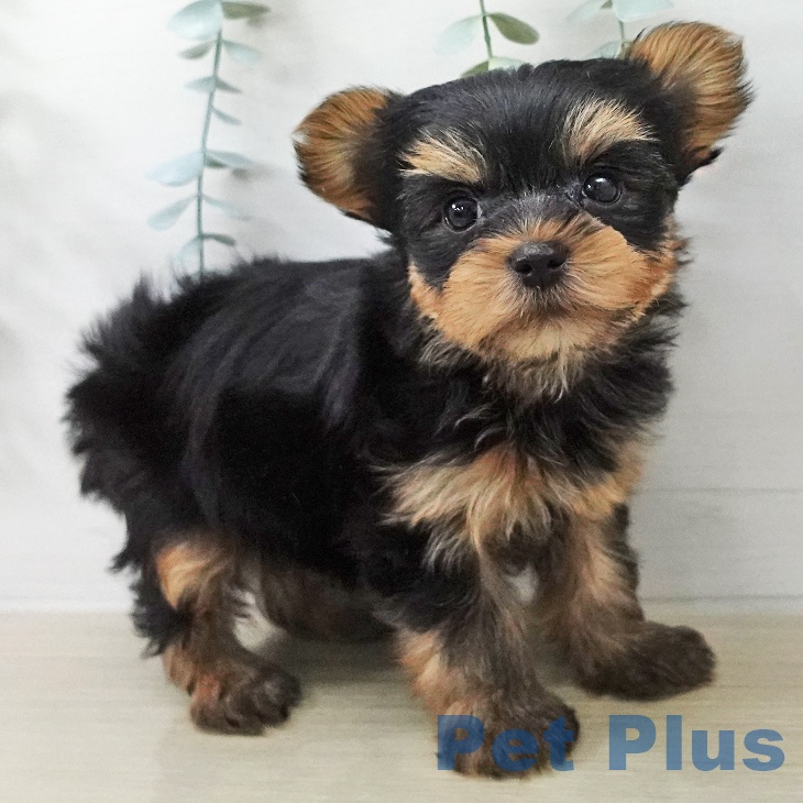 ヨークシャー・テリア