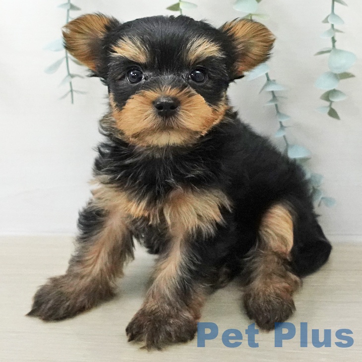 ヨークシャー・テリア