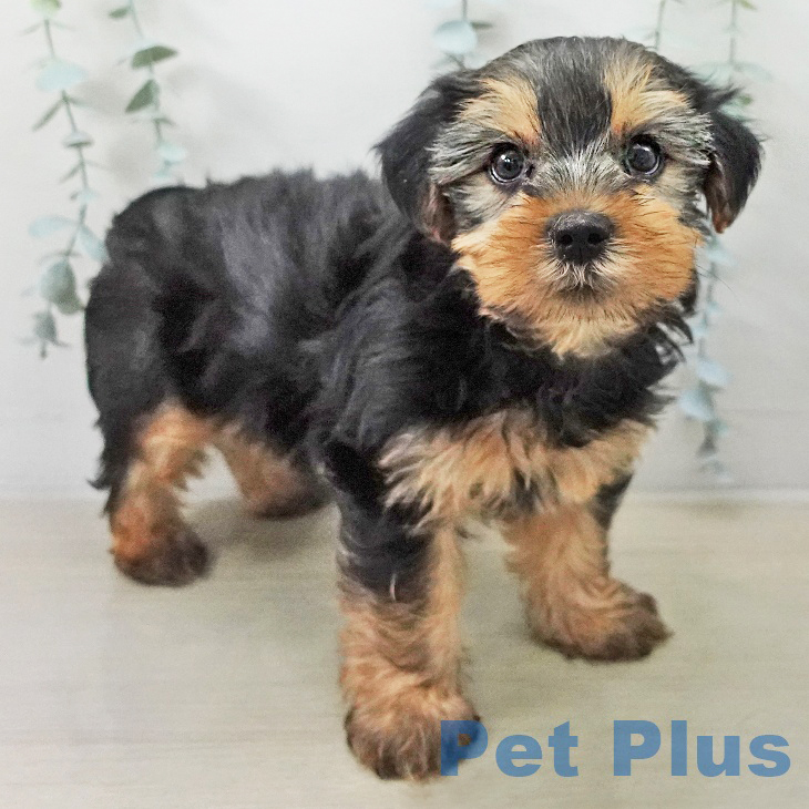 ヨークシャー・テリアの写真2