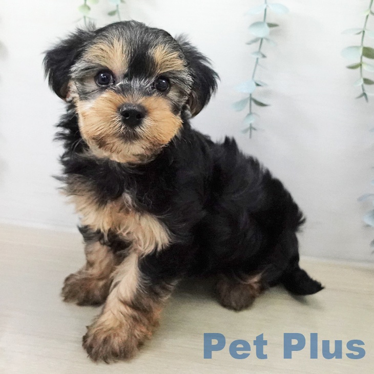 ヨークシャー・テリア