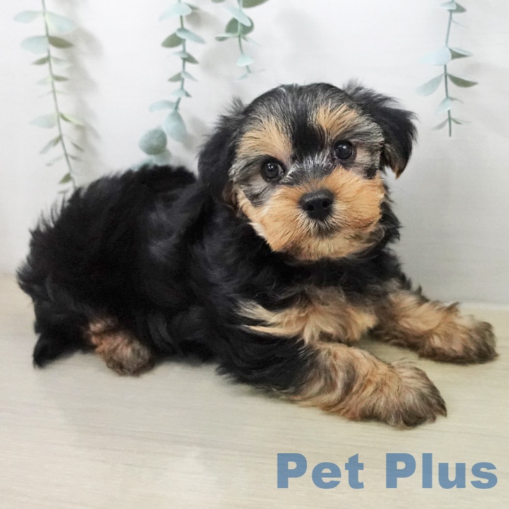 ヨークシャー・テリアの写真2