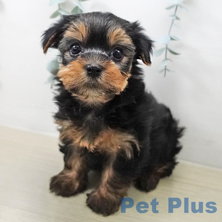 ヨークシャー・テリア