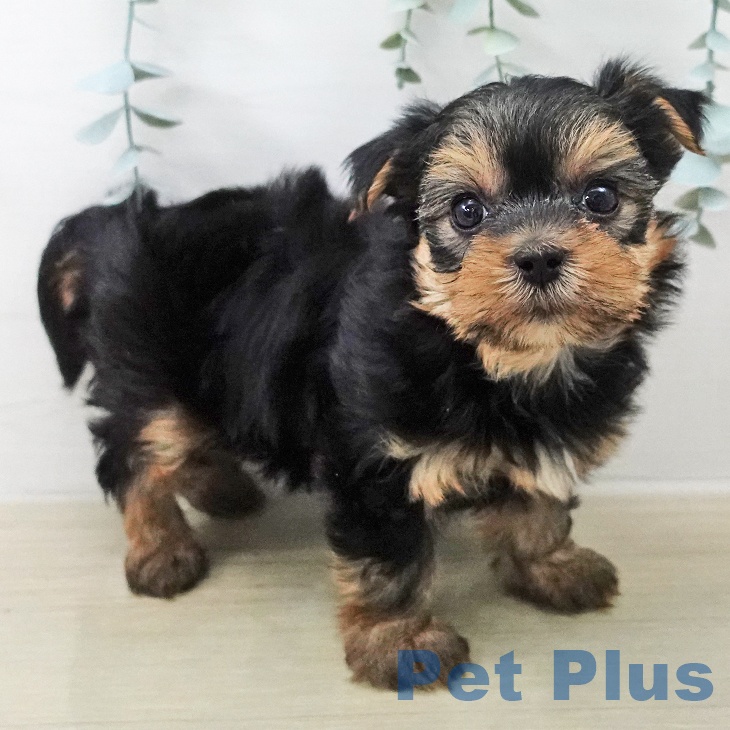 ヨークシャー・テリアの写真2