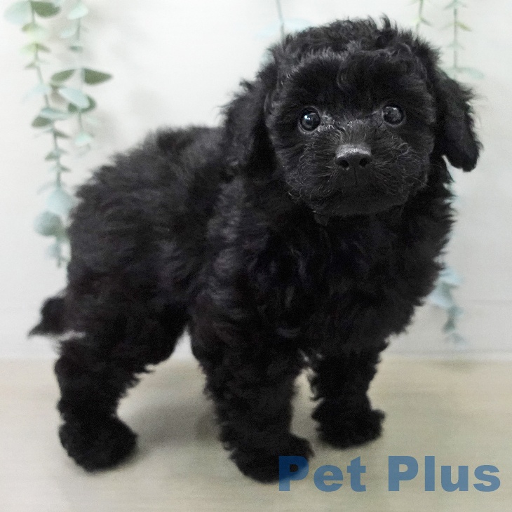 トイ・プードル