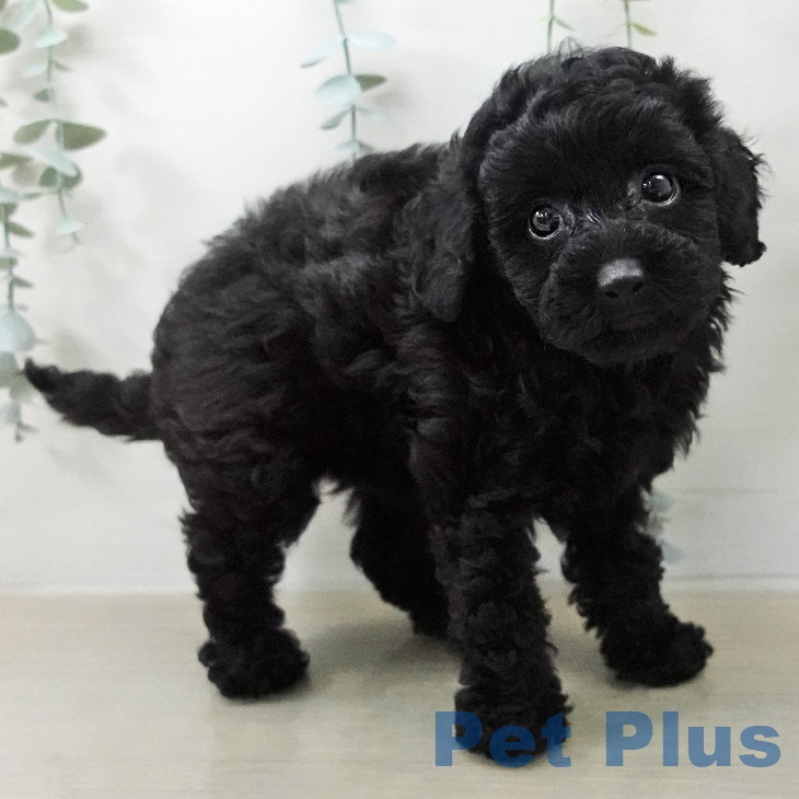 トイ・プードル