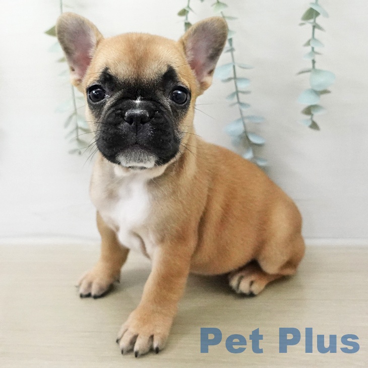 フレンチ・ブルドッグ