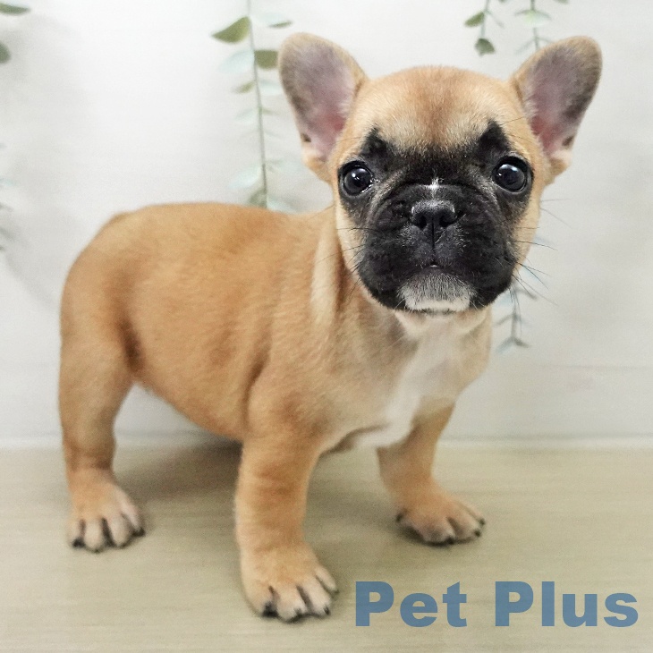 フレンチ・ブルドッグの写真2