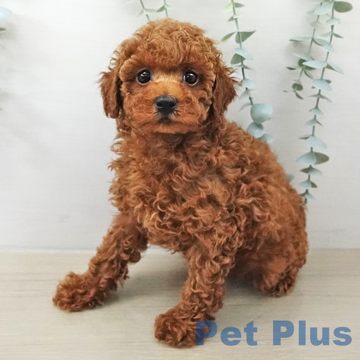 トイ・プードル