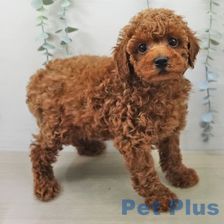 トイ・プードル