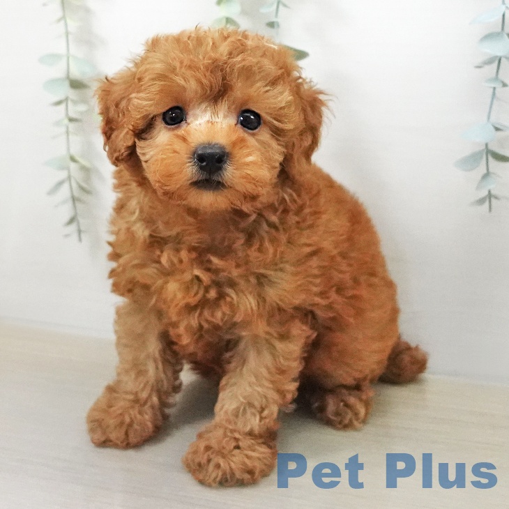 トイ・プードル